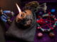 Love Spells and Voodoo Healing in the USA: Finding Spiritual Guidance for Love and Emotional Well-Being love spells and voodoo and healing in the usa